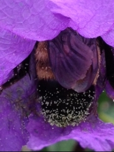 pollenbee